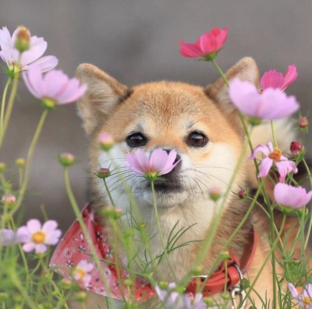 AdsilaTweets's tweet photo. College is starting so I’m going away for a week or two so I can get on top of things📝 

thanks for being super understanding💕

I’m getting my masters in criminal justice and intelligence🌿

I’d love to know..
What are you studying to do? / What are your future plans? 

🌸 https://t.co/wod2JRM5Eg