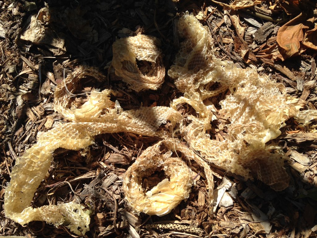 ericjnordberg's tweet photo. What happens when you replace your tin roof in North #Queensland? You find heaps of snake skin! Some big thick carpet #pythons. Herps like tin #coverboards even when they are attached to your house! #WildOz #LivingWithNature #SnakeMates 🐍 https://t.co/2digEzbj98
