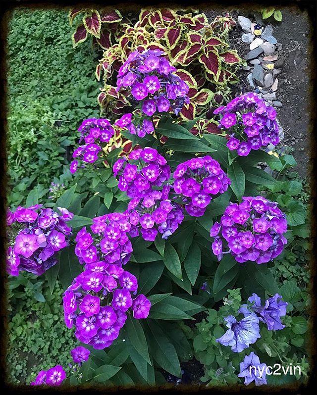 nyc2vin's tweet photo. ~ The #Phlox are #Blooming in Our #Garden ~ #Summer in #NYC ~ #Weather #Coleus #HarlemHaven #Nature @janicehuff4ny @leegoldbergabc7 @sandhyaabc7 @drewtumaabc7 @ny1 @nycmorningside @nyrp @nycparks @bettemidler @greenthumbgrows #Green #nyc2vin #neighborhoo… https://t.co/GEirDNDfra https://t.co/XzVm16fXzS
