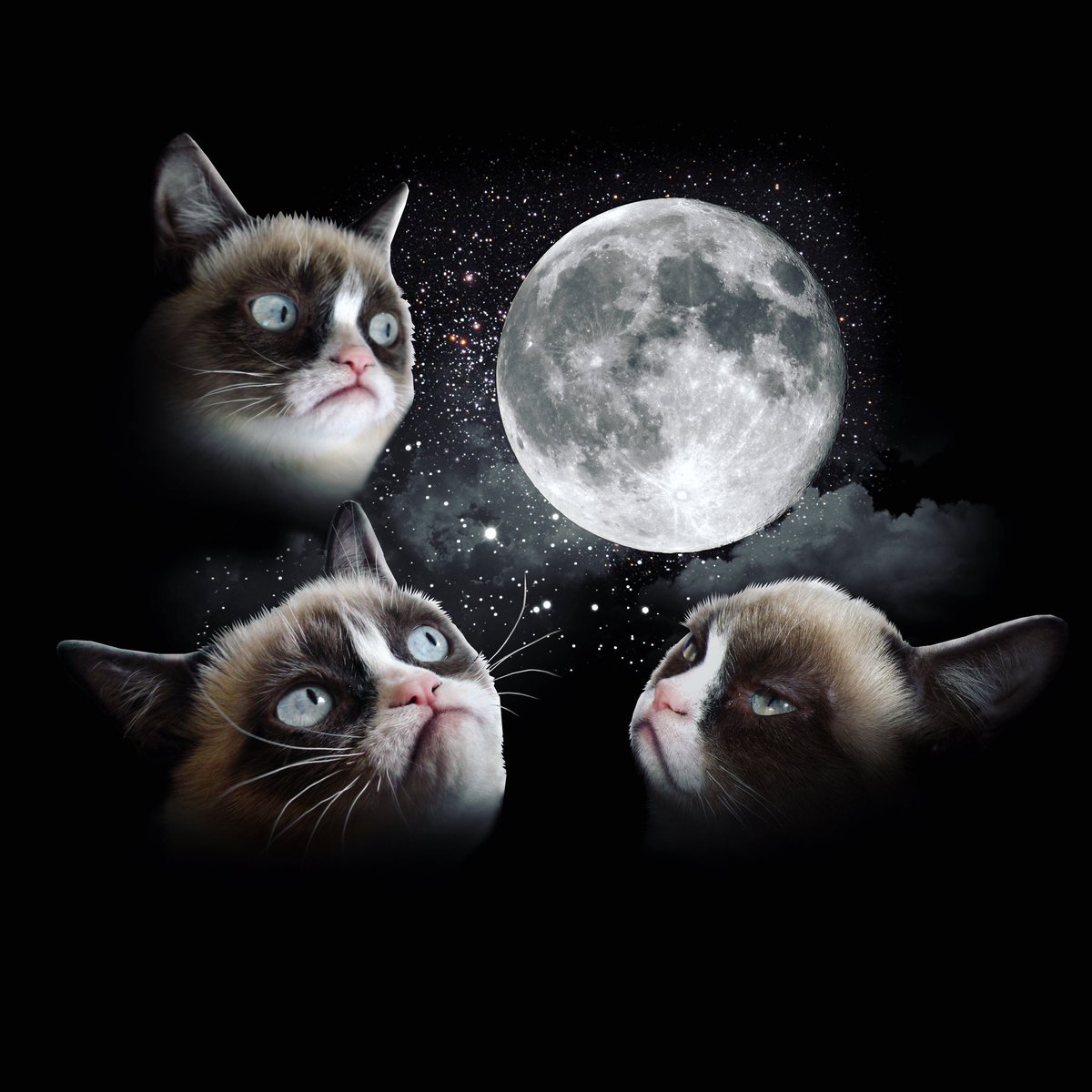 RealGrumpyCat's tweet photo. Worst #MoonDay Ever https://t.co/nCjmFOmRZF