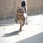 猫が走る姿は勇ましいな!スピード感のある写真がとってもすてきｗ