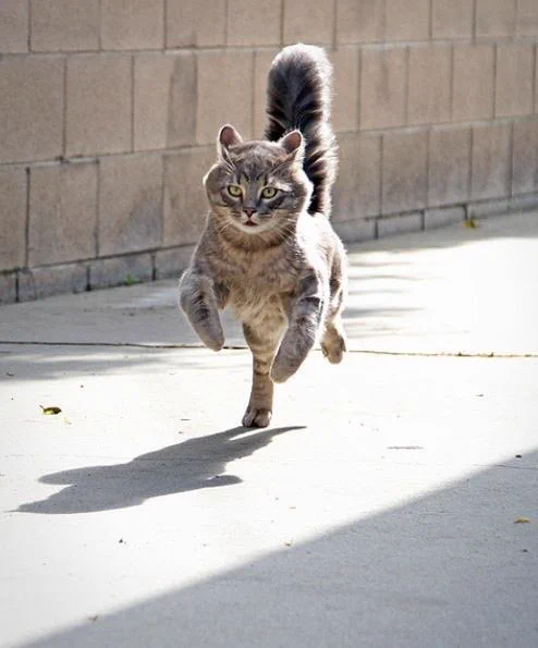 猫が走る姿は勇ましいな！スピード感のある写真がとってもすてきｗ