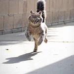 猫が走る姿は勇ましいな!スピード感のある写真がとってもすてきｗ