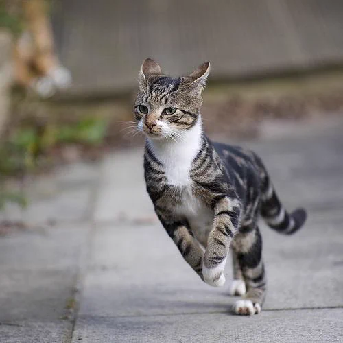 猫が走る姿は勇ましいな！スピード感のある写真がとってもすてきｗ