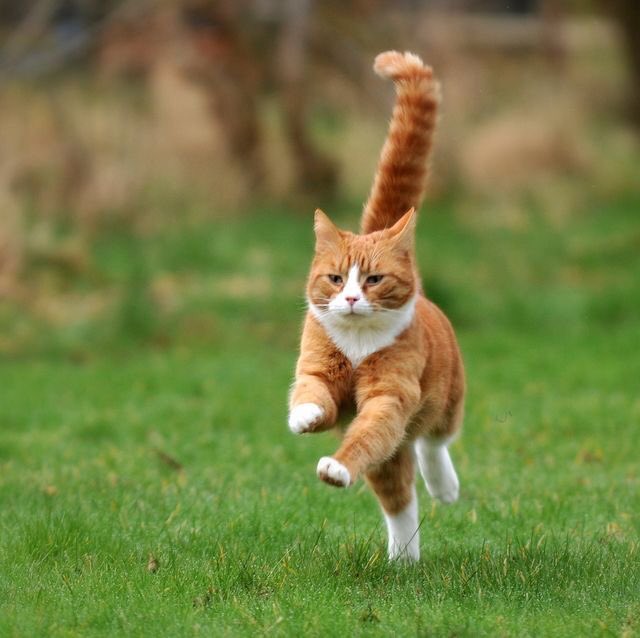 猫が走る姿は勇ましいな スピード感のある写真がとってもすてきｗ 話題の画像プラス