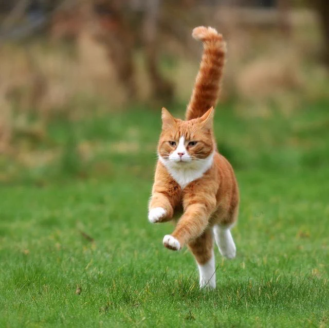 猫が走る姿は勇ましいな！スピード感のある写真がとってもすてきｗ