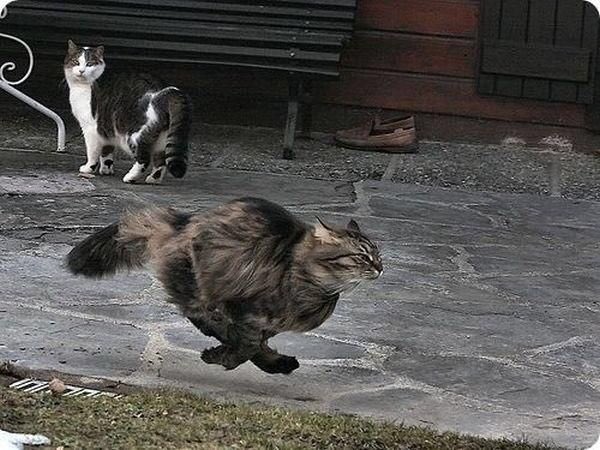 猫が走る姿は勇ましいな スピード感のある写真がとってもすてきｗ 話題の画像プラス