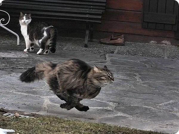猫が走る姿は勇ましいな！スピード感のある写真がとってもすてきｗ
