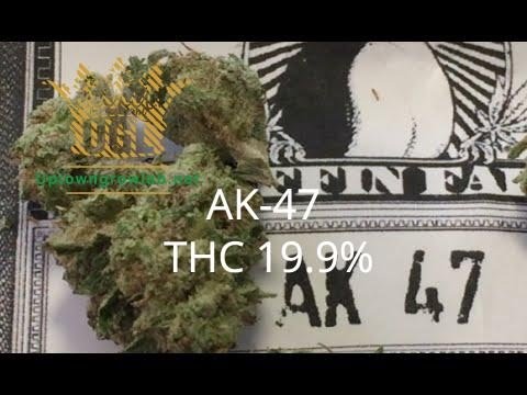 TokenBudz420's tweet photo. AK-47 Marijuana Strain Review - https://t.co/dA3Qiu0AiI #420 #hightimes #medicalmarijuana  #stoner #imhigh https://t.co/ph05qzkQWN