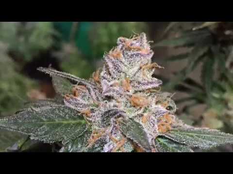 TokenBudz420's tweet photo. HOW TO: Marijuana Grafting. -OFFICIAL GUIDE TO CANNABIS GRAFTING: COMPLETE &amp; FULL VERSION. -2018 - https://t.co/FOnuCsaWrQ #420 #hightimes #medicalmarijuana  #stoner #imhigh https://t.co/qVoPFMS2tl
