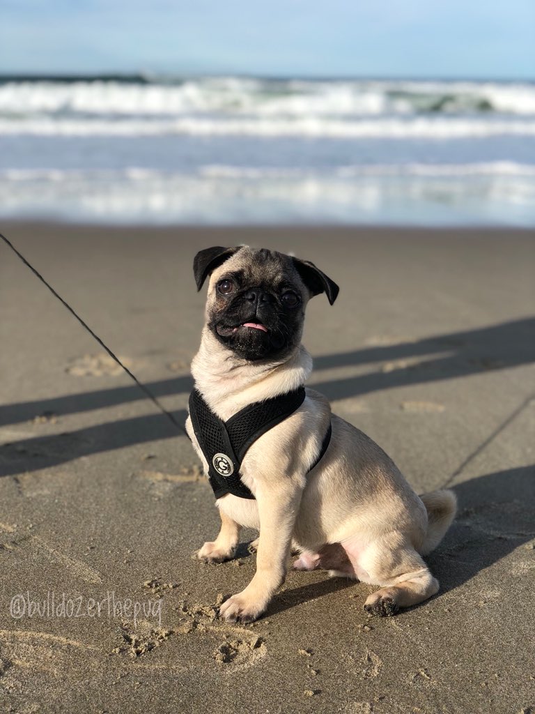 BulldozerthePug's tweet photo. I canโt swim yet, but Iโm not scared of the ocean. I love the beach. @itsdougthepug, whatโs your favorite beach?
@MinnieMaxPugs, do you like beaches? #Pug #pugbeach #wetdog https://t.co/r86km2juoO