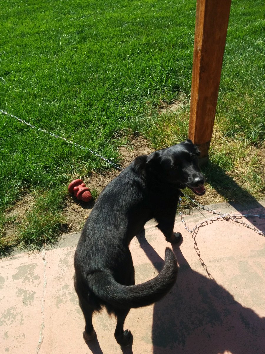 austinjtruex's tweet photo. Almost 84 years old and she still has more energy than me. (Most days.) 😋❤️🐶 https://t.co/zXQfvXdDkw