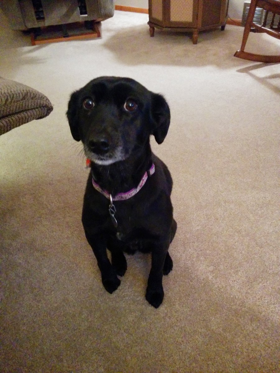 austinjtruex's tweet photo. Almost 84 years old and she still has more energy than me. (Most days.) 😋❤️🐶 https://t.co/zXQfvXdDkw