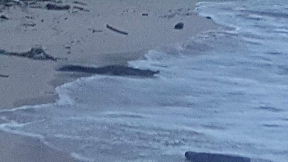 จระเข้โผล่ที่หาดกะรน จระเข้โผล่ที่หาดกะรน