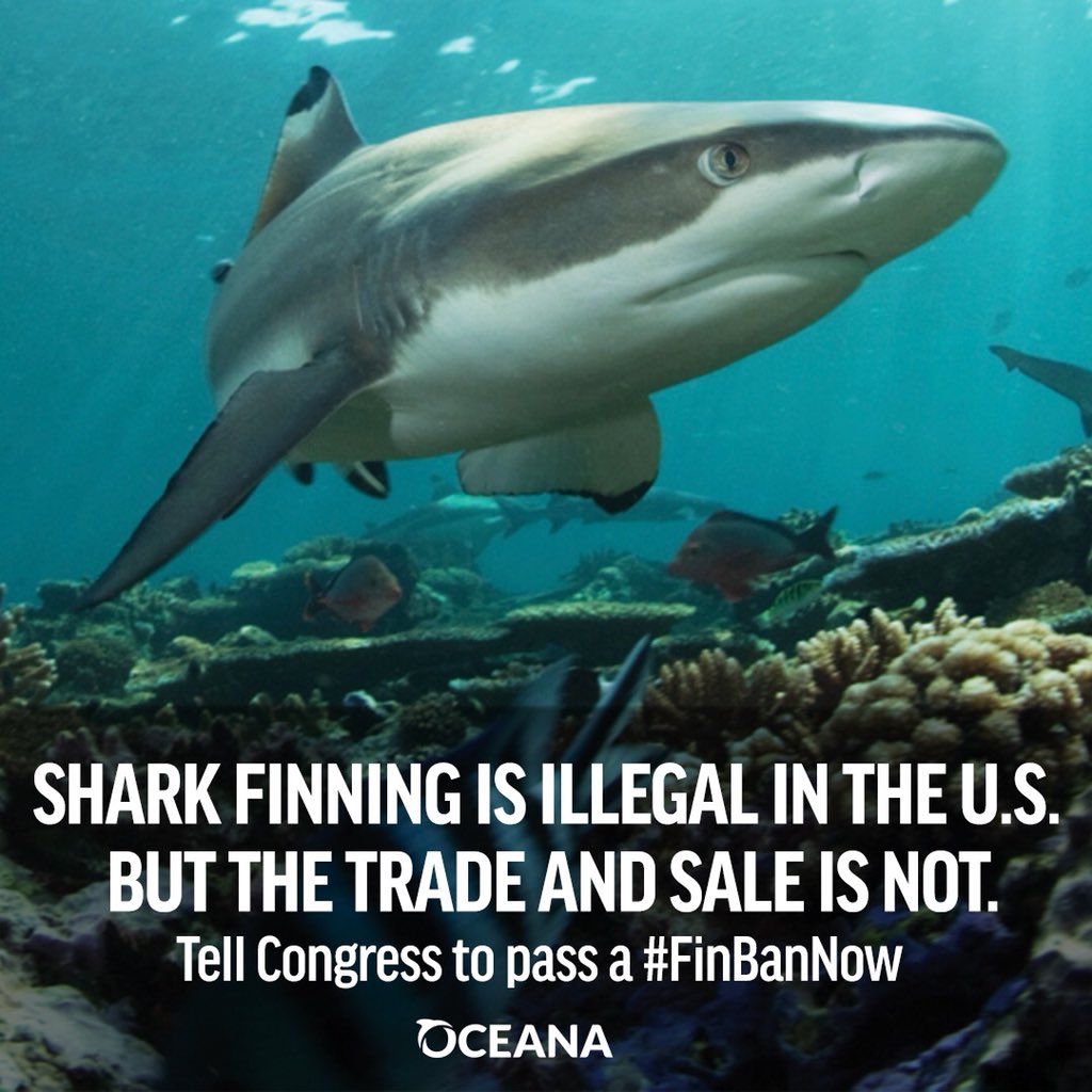 LiberalGodless's tweet photo. @FoxNews #FinBanNow https://t.co/W6UFjRyjOQ