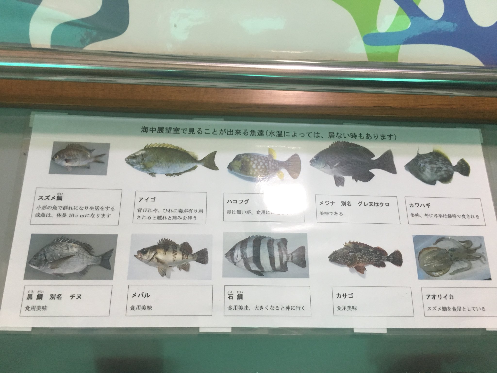 シバノソウ 強者 ツヨ モノ なのでイベント抜け出し船乗ってるが かなり良い シバノソウ 強者 ツヨ モノ なのでイベント抜け出し船乗ってるが かなり良い