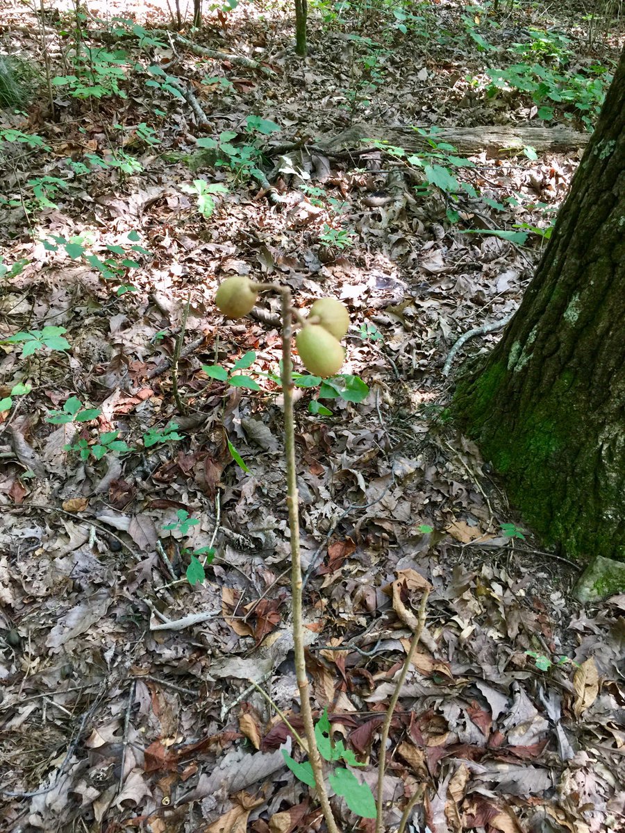 CrossbowKristy's tweet photo. I have no qualms in admitting my ignorance when I donโt know something, & this is 1 of those times. #WhatIsThis? ๐ค Iโve lived in the #AlabamaWoods nearly all my life & #NeverSeenThis ๐คท๐ปโโ๏ธ #IsItAPlantOrATree? They were growing everywhere on a bottom flat. #Nature #Wildlife https://t.co/3iDQVVfiqG