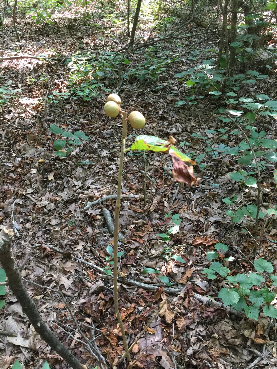 CrossbowKristy's tweet photo. I have no qualms in admitting my ignorance when I donโt know something, & this is 1 of those times. #WhatIsThis? ๐ค Iโve lived in the #AlabamaWoods nearly all my life & #NeverSeenThis ๐คท๐ปโโ๏ธ #IsItAPlantOrATree? They were growing everywhere on a bottom flat. #Nature #Wildlife https://t.co/3iDQVVfiqG