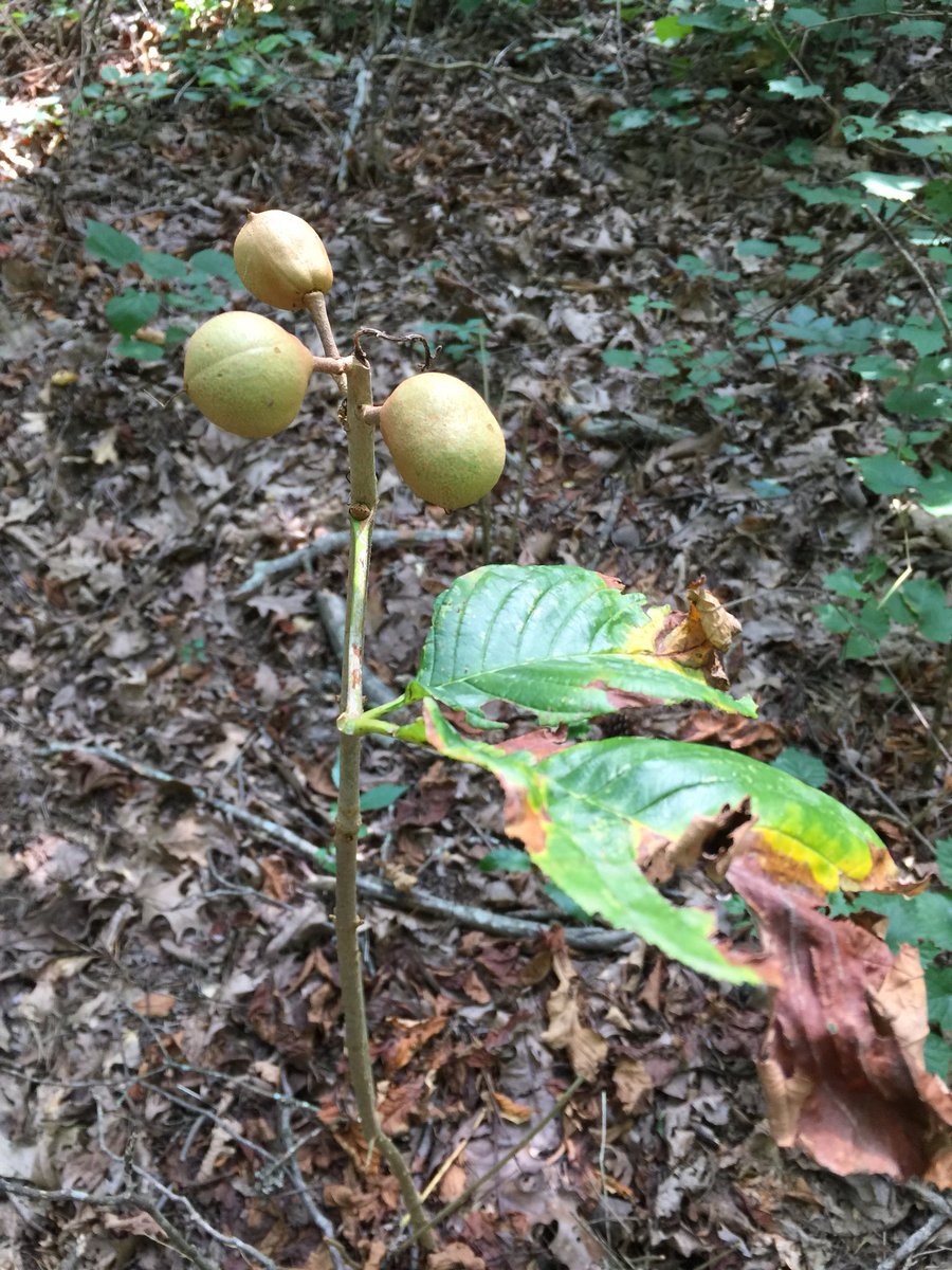 CrossbowKristy's tweet photo. I have no qualms in admitting my ignorance when I donโt know something, & this is 1 of those times. #WhatIsThis? ๐ค Iโve lived in the #AlabamaWoods nearly all my life & #NeverSeenThis ๐คท๐ปโโ๏ธ #IsItAPlantOrATree? They were growing everywhere on a bottom flat. #Nature #Wildlife https://t.co/3iDQVVfiqG