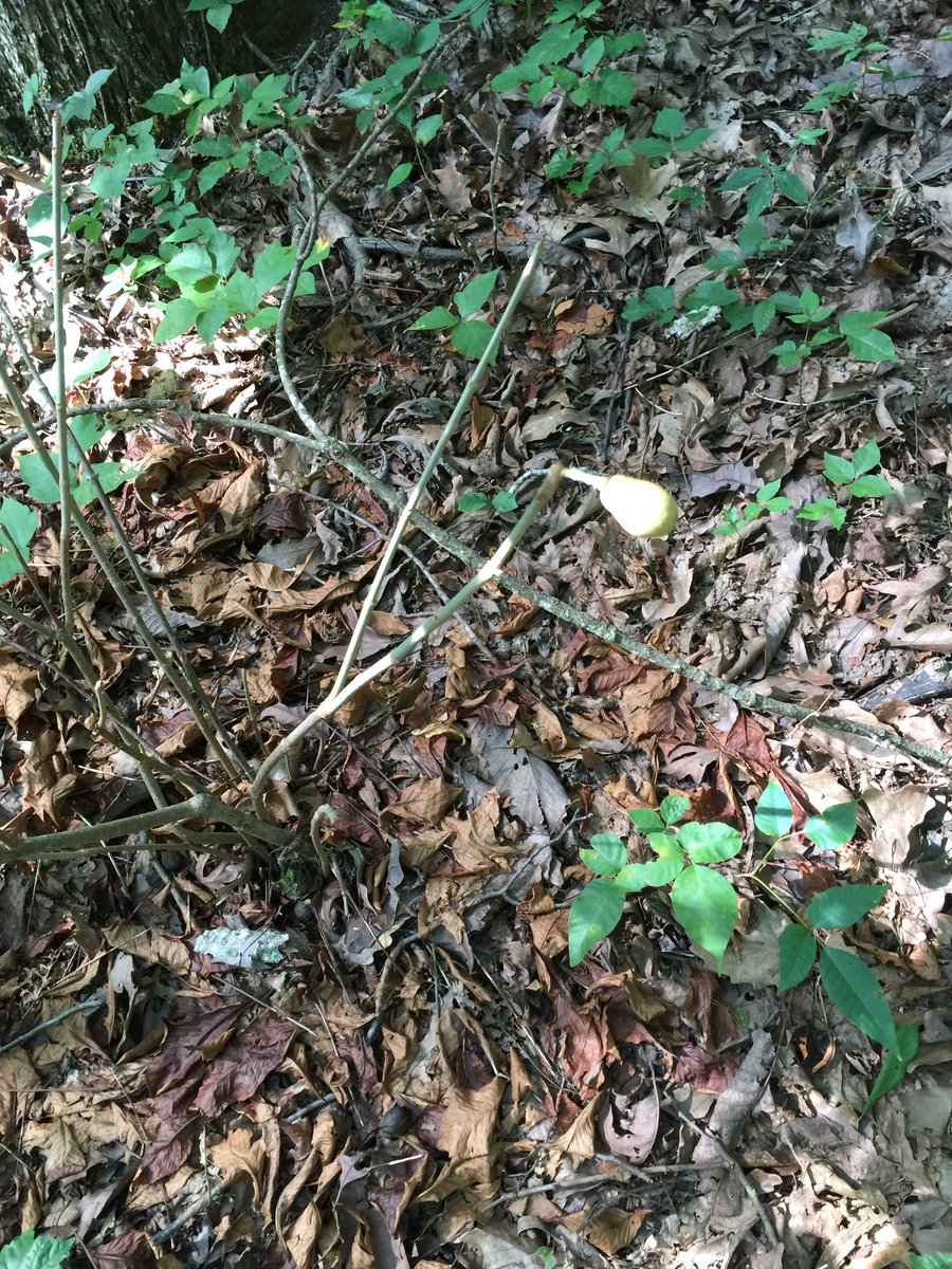 CrossbowKristy's tweet photo. I have no qualms in admitting my ignorance when I donโt know something, & this is 1 of those times. #WhatIsThis? ๐ค Iโve lived in the #AlabamaWoods nearly all my life & #NeverSeenThis ๐คท๐ปโโ๏ธ #IsItAPlantOrATree? They were growing everywhere on a bottom flat. #Nature #Wildlife https://t.co/3iDQVVfiqG