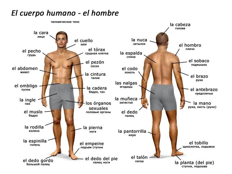 Название раз человека. Части тела человека на испанском. Название частей тела. Части тела на испанском языке. Название частей ттнла человкк.
