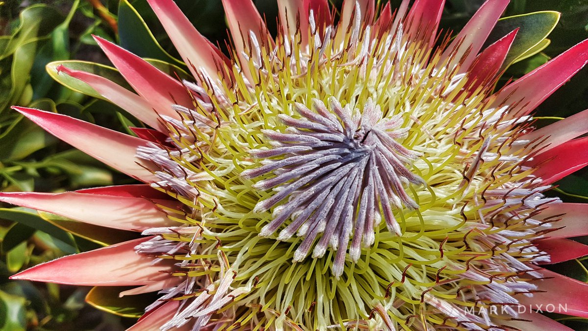 MediaMgd's tweet photo. #Fynbos #Phototour in the #GardenRoute. #shutterwalk #travel #photography #photosafari #MDguiding #CapeNature #SedgefieldSA #SpiritOfKnysna @knysnatourism @VisitSA_UK https://t.co/tdNGwuT5ph