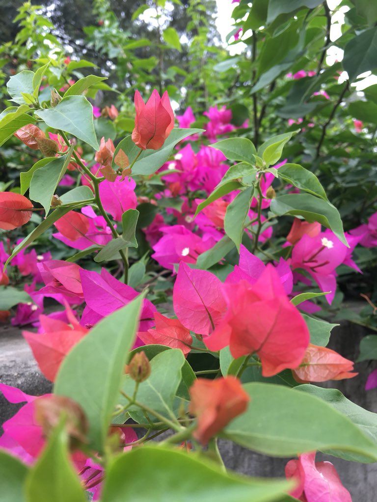 pallawabhishek's tweet image. Retweeted #Sush! (@gsushma55):

चाहे सफ़र हो , मंज़िल हो .. या राह कोई भी,
तुम्हारे होने से है सनम, सारा आलम गुलाबी !! 

#Sush! #Sush_Click :)💕