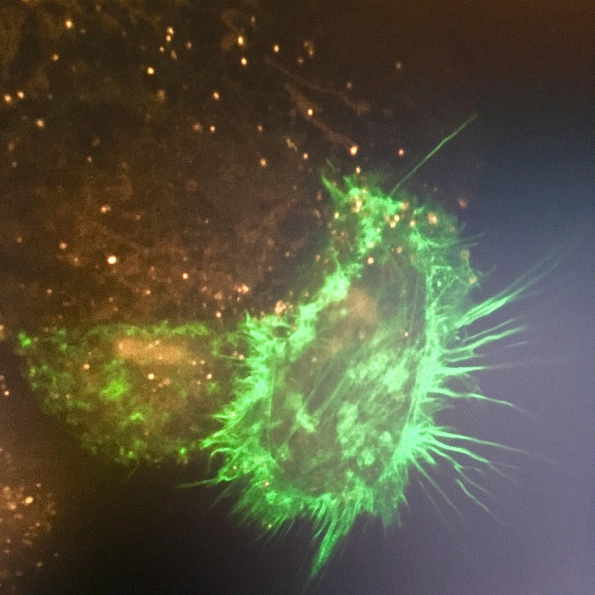 Anna M K tweet media