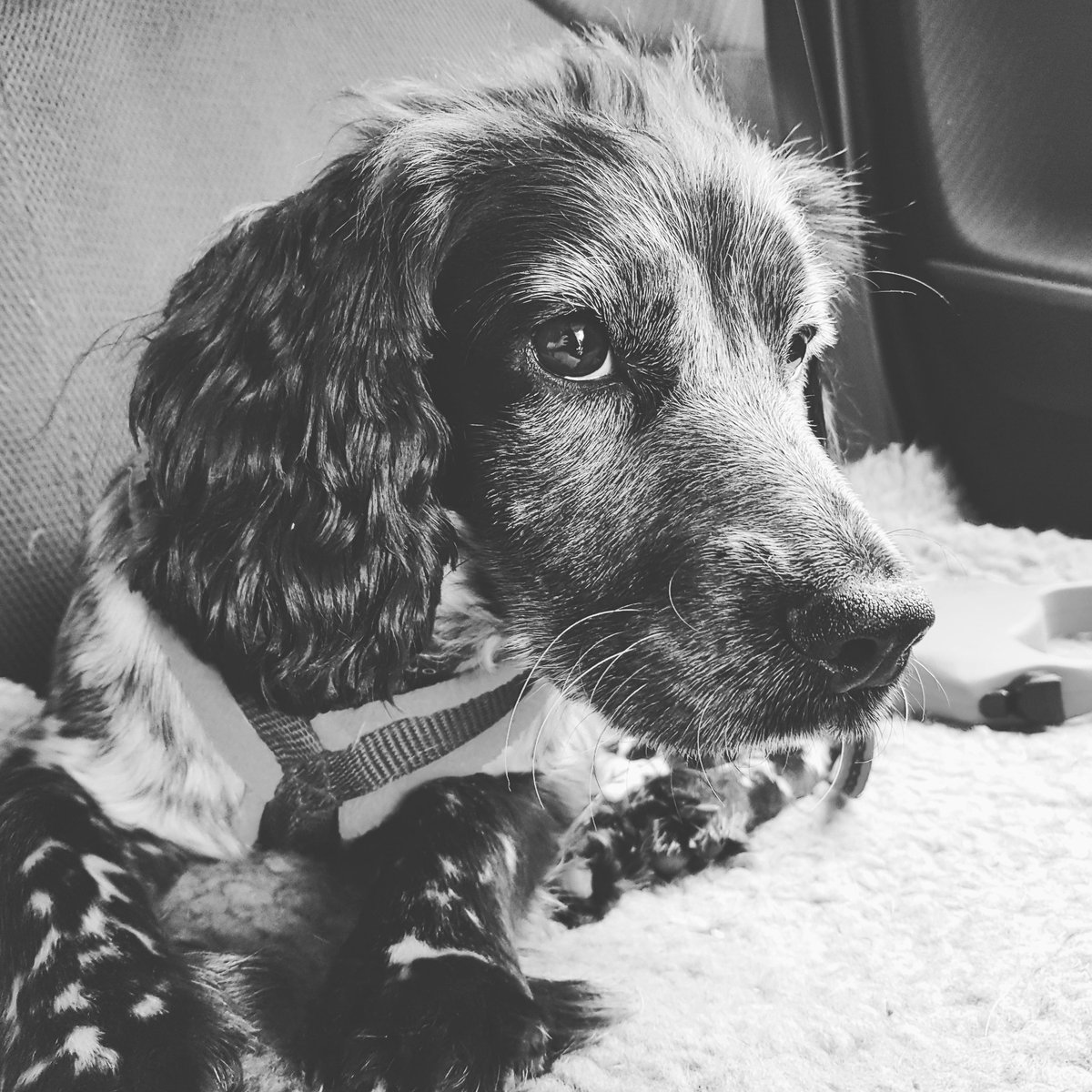 Don't forget #pets are #welcome here at <a href="/BamhamRentals/">Flexible Rentals at Bamham</a> #dogfriendly #catfriendly #duckfriendly 🦆 <a href="/Love_Launceston/">LauncestonCornwall</a> @athelstans <a href="/relocateSW/">relocateSW</a> <a href="/We_are_Cornwall/">We are Cornwall</a>