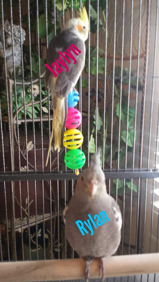 Dax_Gigandet's tweet photo. I Don't have pets I Have A furry (feather) #Family ๐๐ถ๐ฆ๐ฆ
#DAX #Jasper #Rylan #Jaylyn #Twitter #CutenessOVERLOAD #Animals #Love #AnimalsAgainstTrump https://t.co/N4GfFipQiT