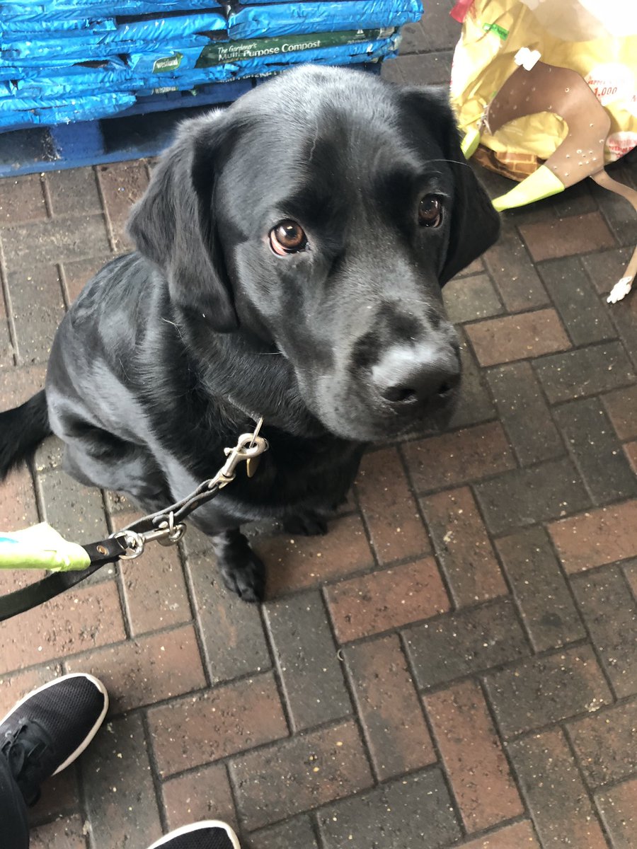 Me and my friends are in @Tesco #Deysbrook #liverpool raising money for @guidedogs today until 4pm