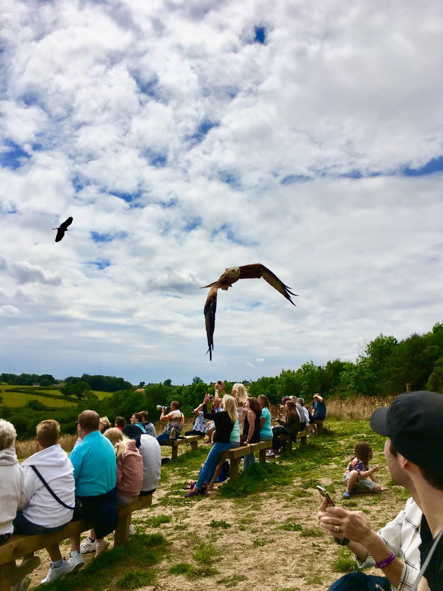 ukbirdsofprey tweet picture