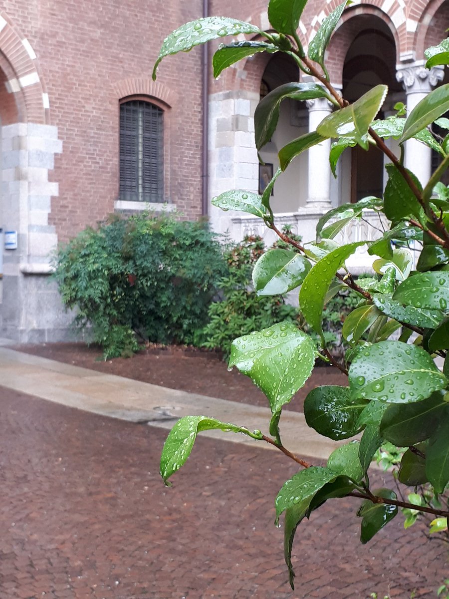 Good morning #SuSo! #Unicatt gets quite picturesque when it rains ;)
#ECREA