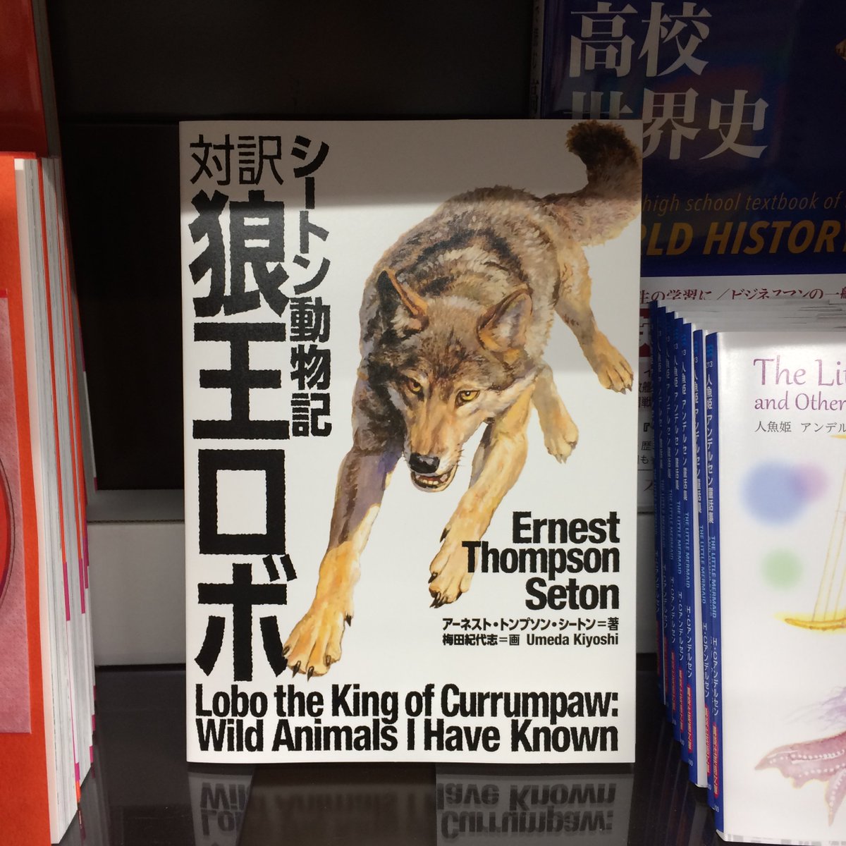丸善名古屋本店 ギャラリー1周年 7f語学書売場 シートン動物記 対訳 狼王ロボ Ibcパブリッシング 語学書らしからぬこの力強いロボの眼力 シートン動物記でも人気の高い狼王ロボの生様が大きめサイズ a5版 で読みやすく 英文に添えられた