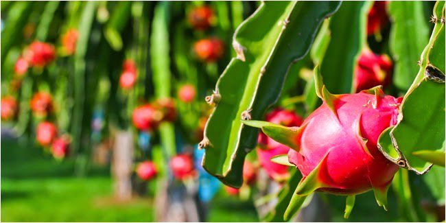 Panduan Cara Menanam Buah Naga 
sawonbudidaya.com/2018/07/21/car…