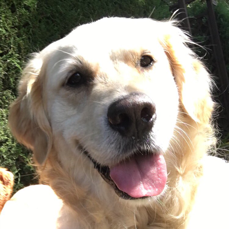 Happy 5th Birthday Jerry 🎁🎉🎊🎈 #goldenretriever #dogsoftwitter #birthdayboy