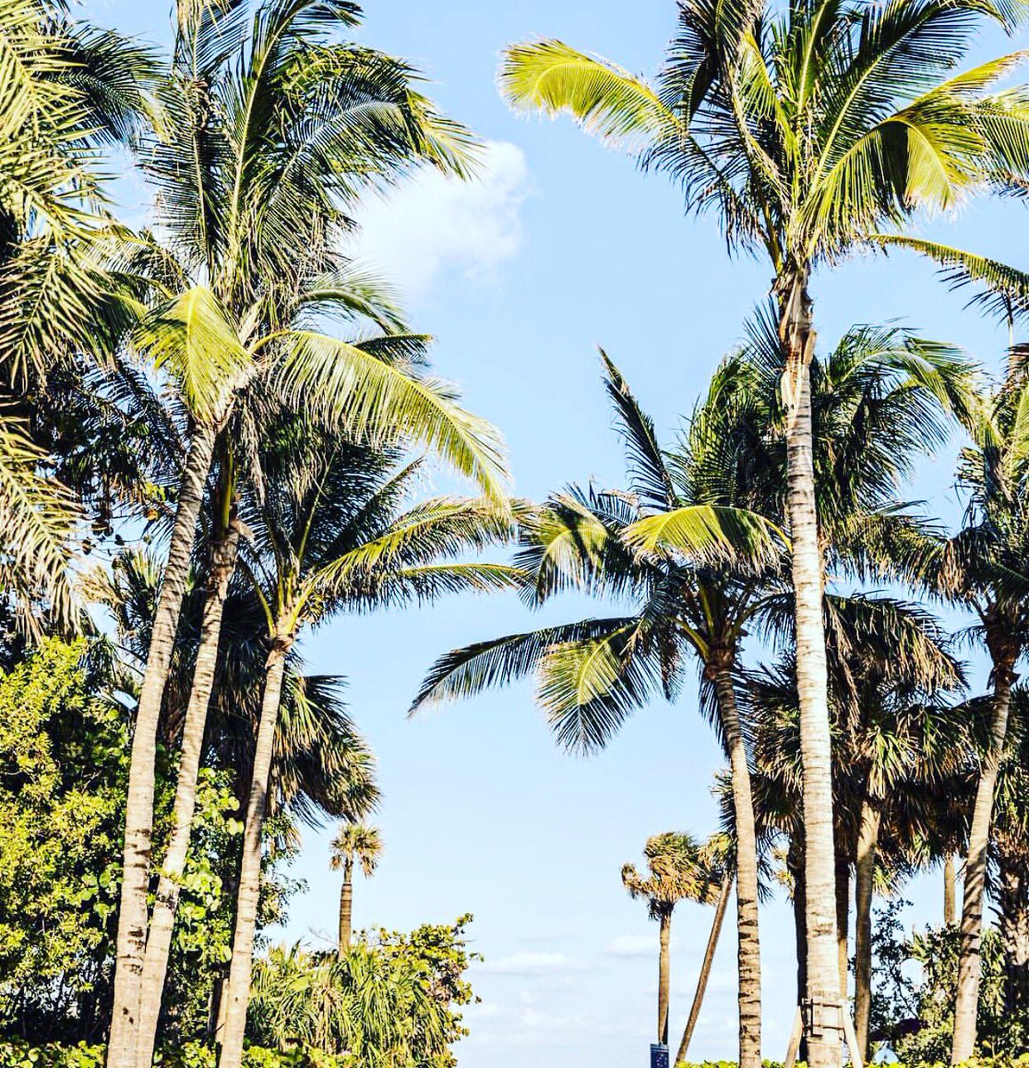 tiridolls's tweet photo. Saturday In South Beach 😘☀️
#beauty #hair #tiridolls #tiripro #love #beach #beachlife #palmtrees #ocean #miami #southbeach #sobe #hair #hairgoals #hairstylist #fashionistas #fashion #gorgeous #couture #style #stylish #sun #bluesky #wanderlust #weekend #vibes https://t.co/owS5ClnvGi