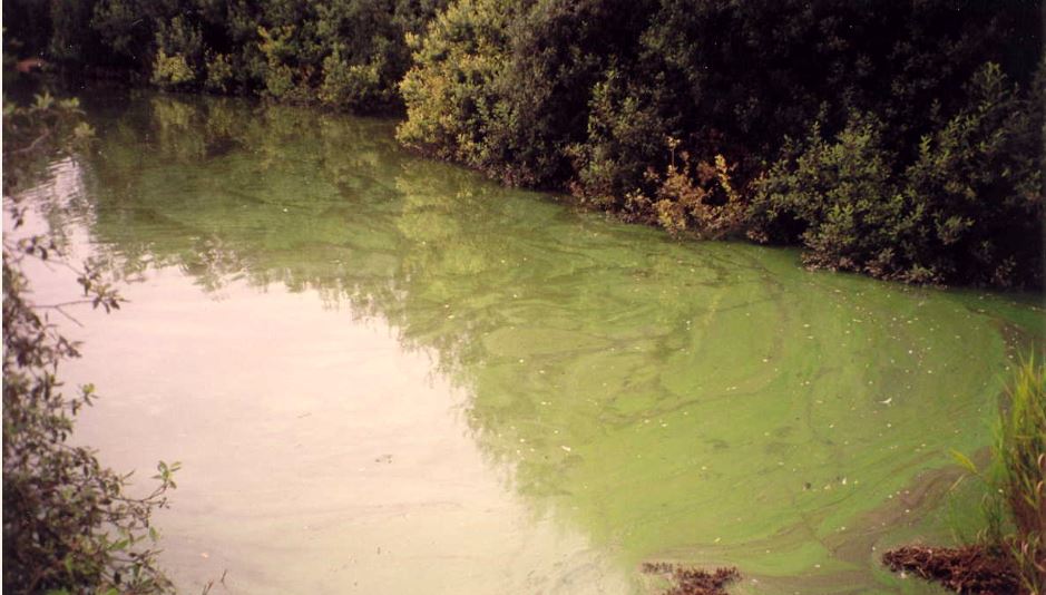 In hot dry weather there is an increased risk of blue-green algal blooms occurring in our rivers, streams &amp; lakes. If spotted, don't go in the water or let your dog swim in it. Report it to our 24-hour hotline 0800 807060. More info at: ow.ly/Mfid30l2x15 #bluegreenalgae
