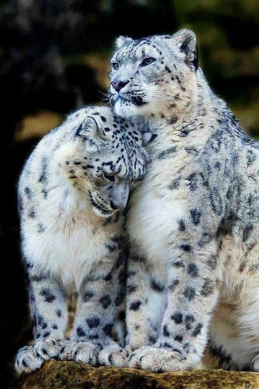 JalalBahth's tweet photo. ..♡̷̷̷̷̷̷̷'
أبشع من بخل "المال" ..
بخل "المشاعر" . https://t.co/yL4gXknyy5