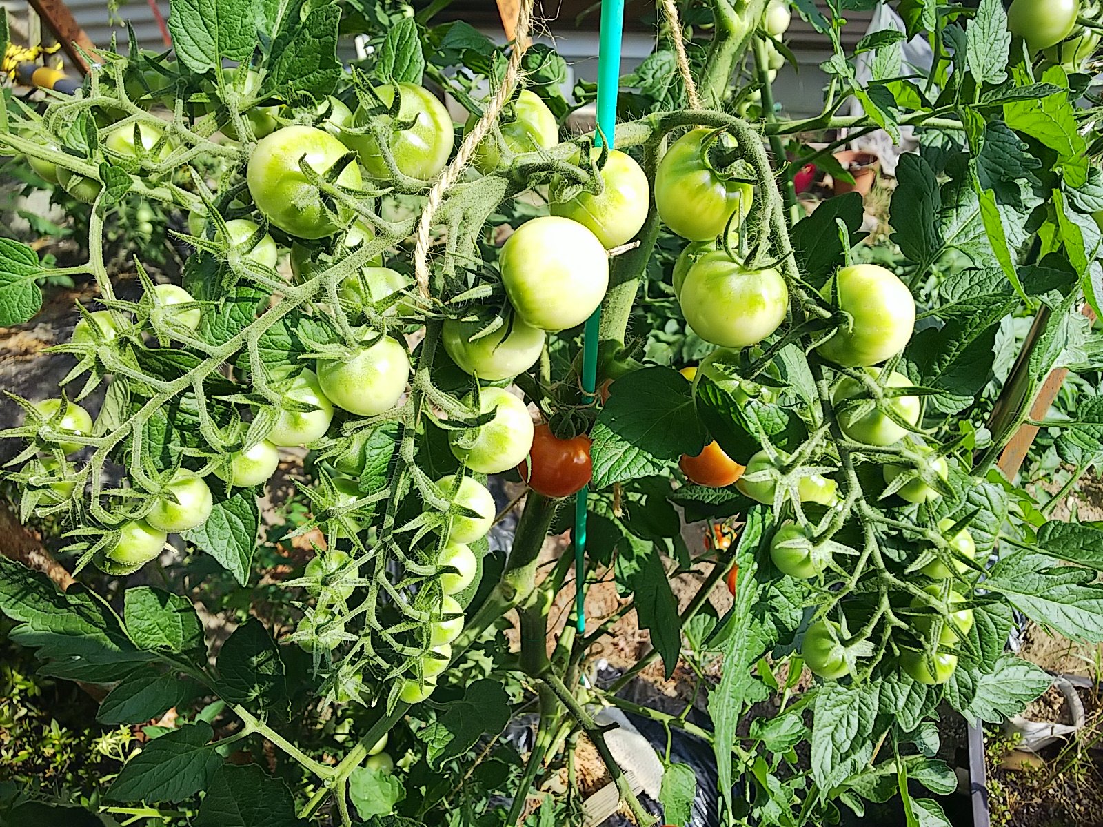 信州発 家庭菜園 Q S Natural Garden ミニトマト の ピンキー 赤 と キラーズ 黄 です どっちがどっちか忘れてしまった 色づいてこないと分かりませんね T Co Hhstowmkio Twitter