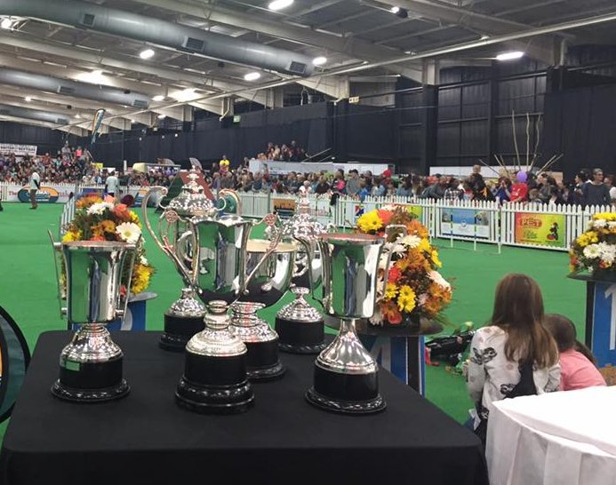 AFRILIVE's tweet image. Afri Live Stream and Productions at the 14-16 July 2017 - WODAC Pet Expo.   #afrilivestream  #wodac2018 #wodacpetexpo #gallagherconventioncentre #dogs #gats #pets #animals WODAC is renowned for its world-class attractions. All under one roof, 10,000sq m of FUN. @WODACPETEXPO