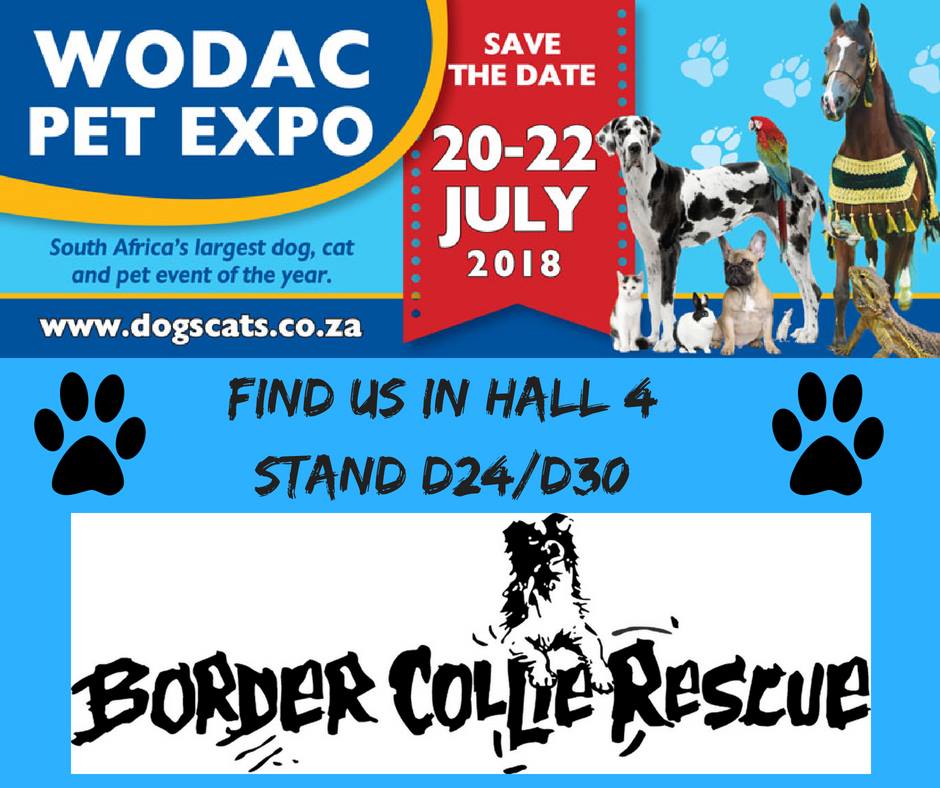 AFRILIVE's tweet image. Afri Live Stream and Productions at the 14-16 July 2017 - WODAC Pet Expo.   #afrilivestream  #wodac2018 #wodacpetexpo #gallagherconventioncentre #dogs #gats #pets #animals WODAC is renowned for its world-class attractions. All under one roof, 10,000sq m of FUN. @WODACPETEXPO