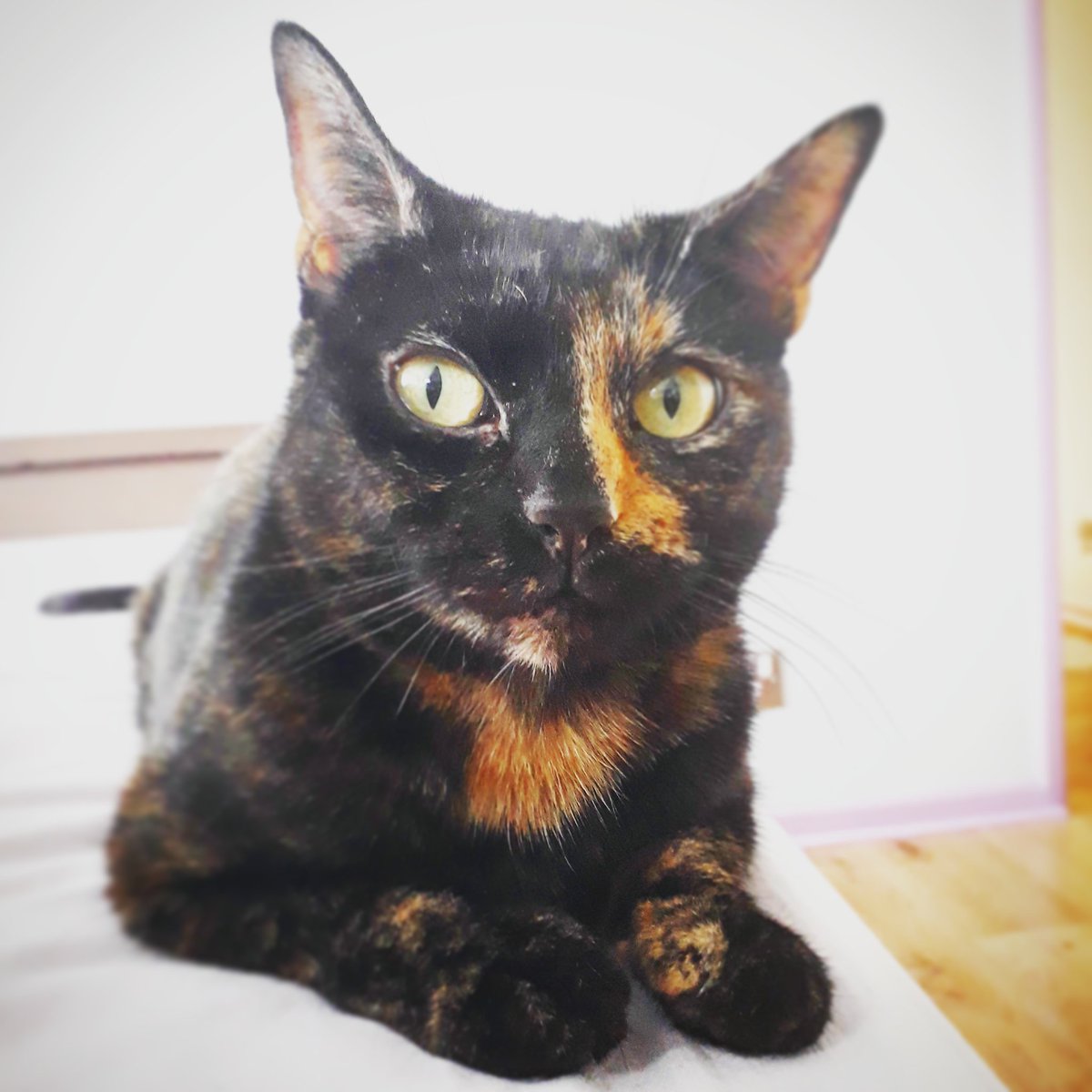 Happy #Caturday from Truffle. #adoptdontshop #rescuecats