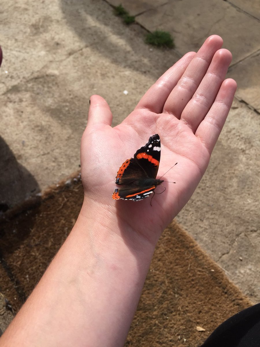 DoIReallyCare4U's tweet photo. Guess I made a friend this morning when I woke up!! 😂😍😍😍 #butterfly #beautifulmoments #Wow #Shocking https://t.co/J09l3efuh1