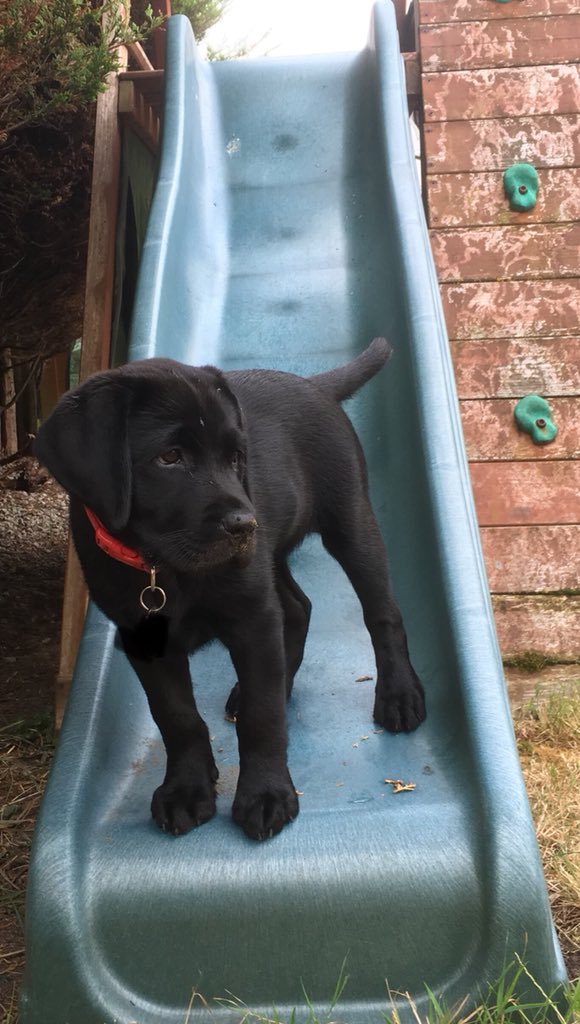 dog_evie's tweet photo. How does this thing work?? #labradorplay https://t.co/2rbjPmJzlB