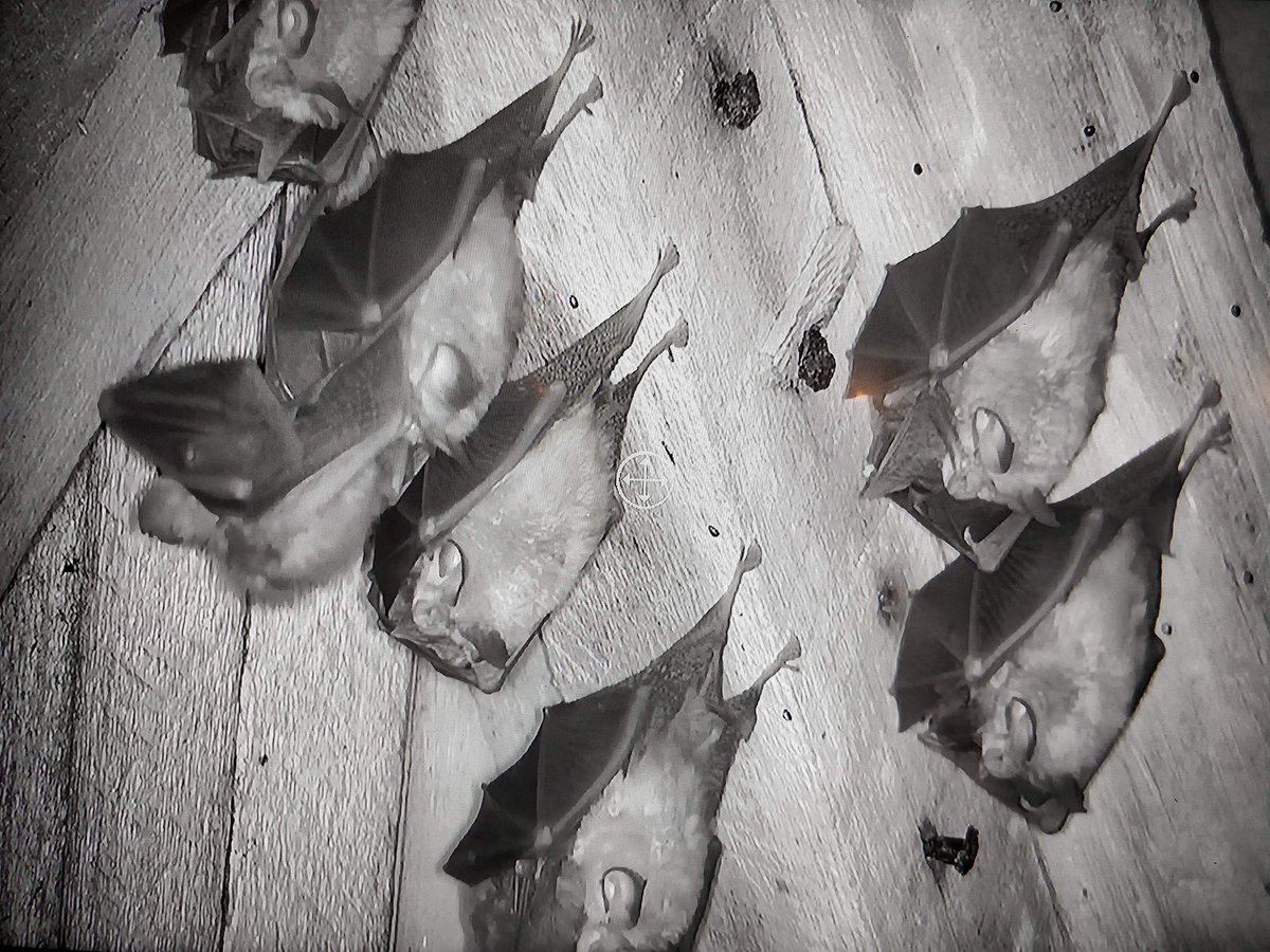 NatalieJMoore's tweet photo. Lesser Horseshoe #bats with #pups hanging off them. Live #batcam shots from the @PubHalfway Polbathic @ChrisGPackham @katehumble #wildlife #Cornwall #pub #Livestream https://t.co/i25OMLcb4l