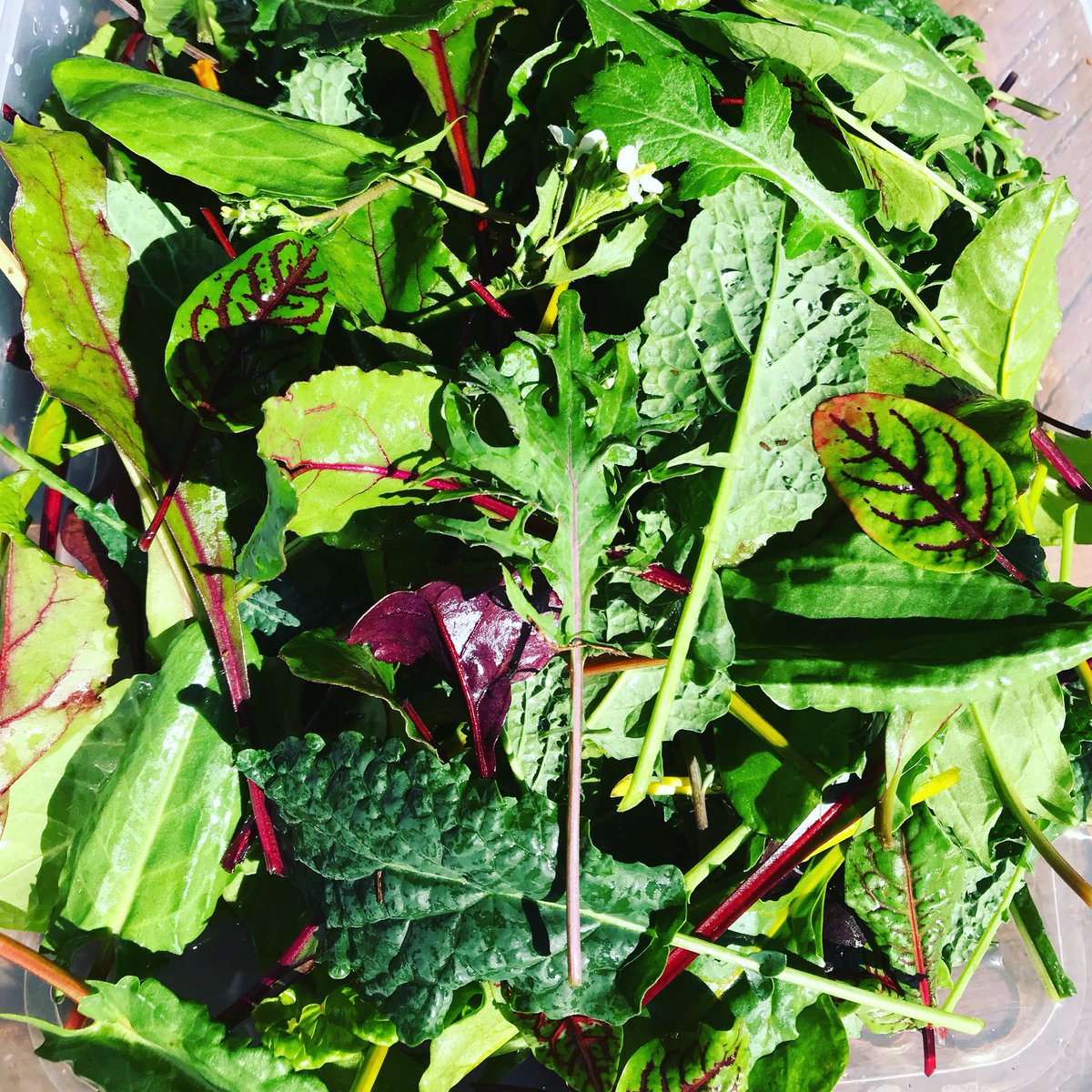 CoffeeIndulge's tweet photo. #emeraude #hamptonqld #microclimate #eatery #amazingproduce #restuarant #highcountry #thisisqueensland #regionalrestuarant #garnish https://t.co/MGRtiJJS8u