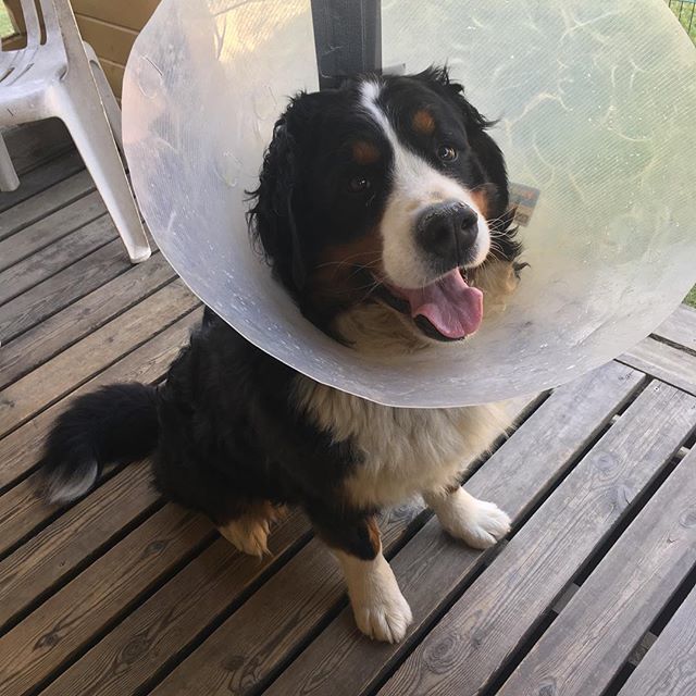 narabernese's tweet photo. Happy hot Saturday! 30°C are expected so we stay only outside in the morning! Glad the t-shirt is gone already!
#hotday #stayfresh #conedog #bernersennenhund #bernesemountaindoglovers #bmd #bernerlovers #bernese #berneselove #boopmynose #berner #bernese… https://t.co/LP0USXExWX https://t.co/7jnYCXMbQR