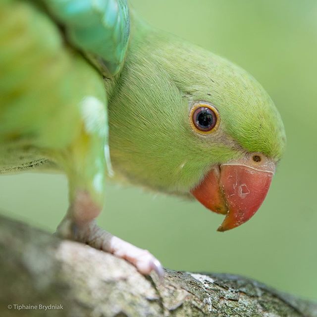 Oh hey there 🐤 . . . #parakeet #parakeets #babyparakeet #parrots #parrotsofinstagram #bird #birds #birding #birdlovers #birdsofinstagram #nikon #nature #naturelovers #naturephotography #wildlife #wildlifeportrait #wildlifephotography #park #parks #ro… ift.tt/2Nzc2xt