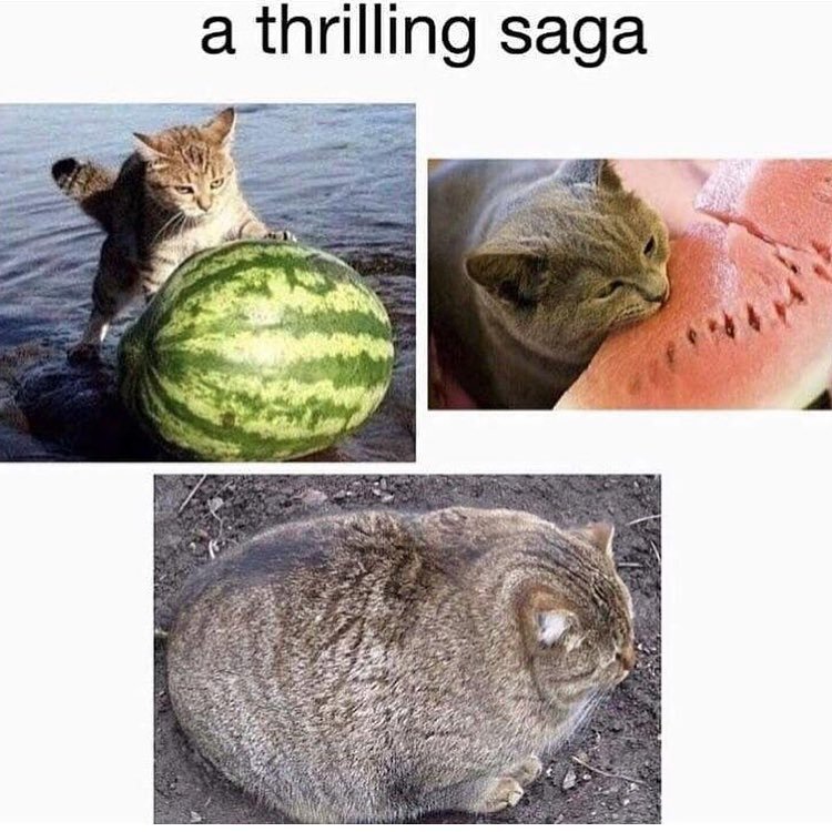 True Story.. 🍉 😂
@the.dailykitten

#watermelon #cats